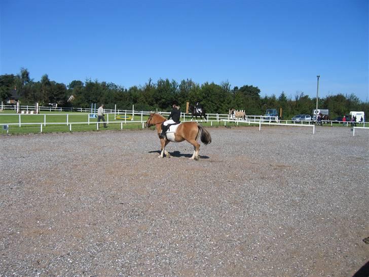 Anden særlig race Safir(Du er i mit hjert  - her  er vi også til stævne igen,.. billede 2