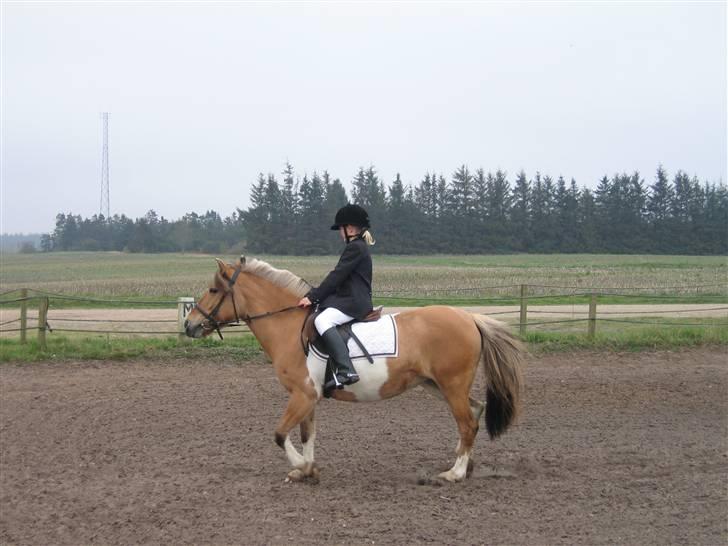 Anden særlig race Safir(Du er i mit hjert  - her er vi til stævne igen.. 2. plads billede 3