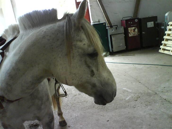 Anden særlig race Emil - Haarj! se mig lige! er jeg ikke flot? billede 5