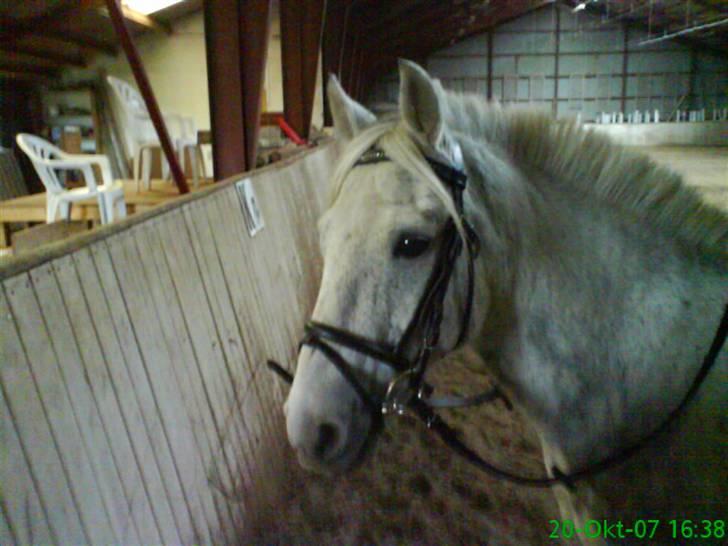 Anden særlig race Emil - *NYT*         Fotograf: Catrine billede 6