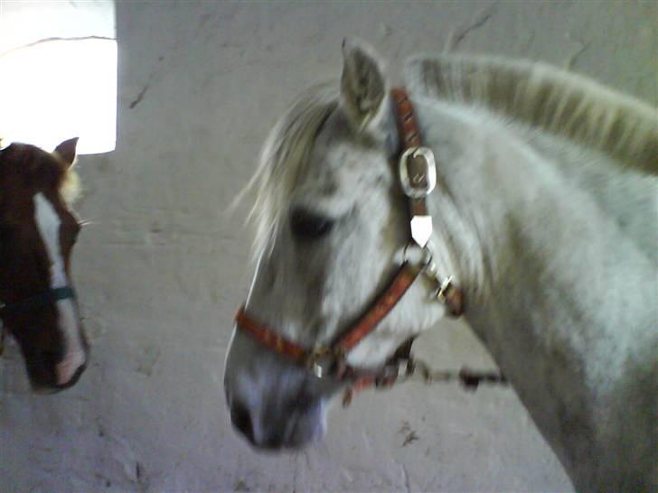 Anden særlig race Emil - se hvor smuk jeg kan se ud! og hygger da lige med min kæreste Montana<3 billede 7