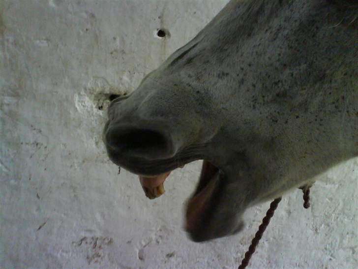 Anden særlig race Emil - Se mine tænder! jeg er såå farlig!! billede 8