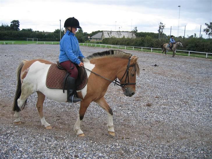 Anden særlig race Safir(Du er i mit hjert  - så skal vi  træne lidt.. xD billede 4