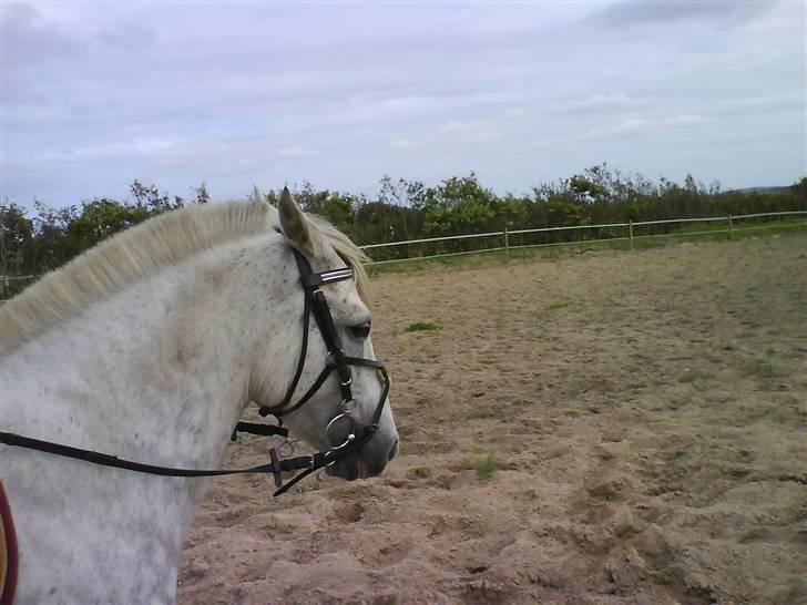 Anden særlig race Emil - her rider vi billede 9