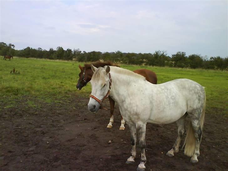 Anden særlig race Emil - dejligt og hygge ude på folden hva Montana? billede 10