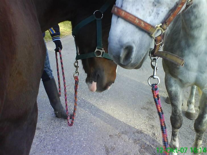 Anden særlig race Emil - mit ynglings billed billede 11