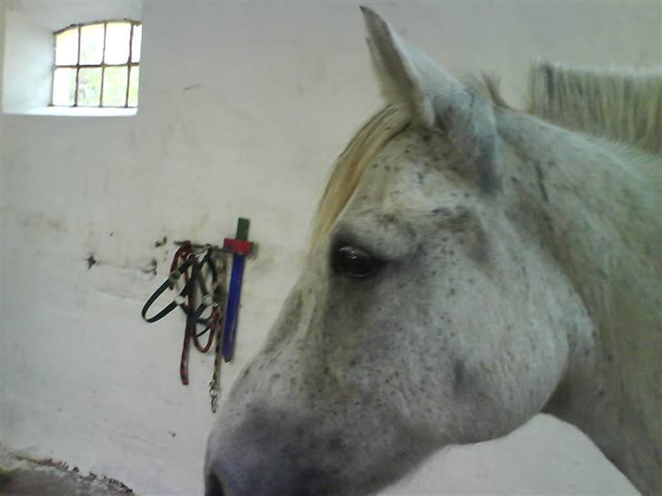 Anden særlig race Emil - Smuk, Smukkere, Smukkest! elsker diigh<33 billede 13