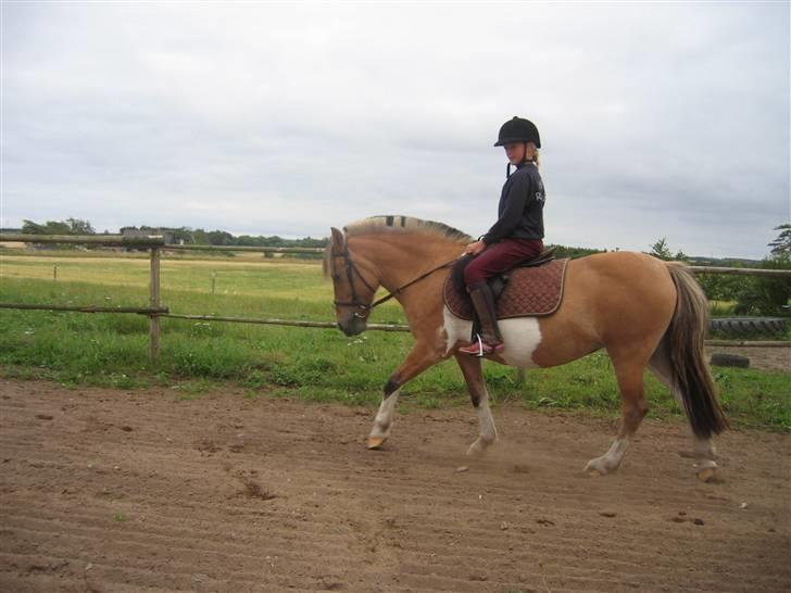 Anden særlig race Safir(Du er i mit hjert  - på sommer græs, rider vi lidt for at komme  i form igen!!!  billede 5