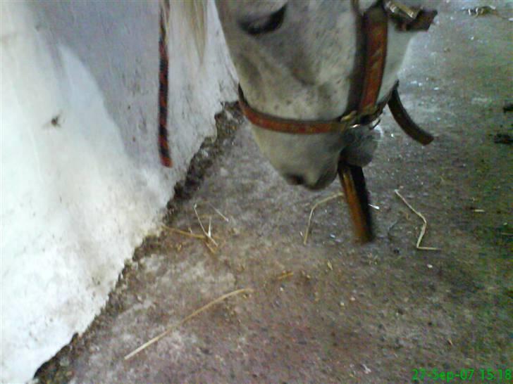 Anden særlig race Emil - Han er sq ved at spise hans strigle! billede 14