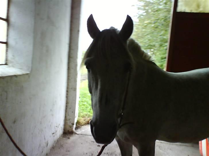 Anden særlig race Emil - Haarj !! uhh den mobil ser spændene ud! billede 15