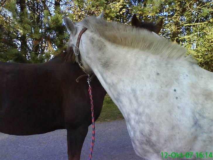 Anden særlig race Emil - Er de ikke søde?  billede 16