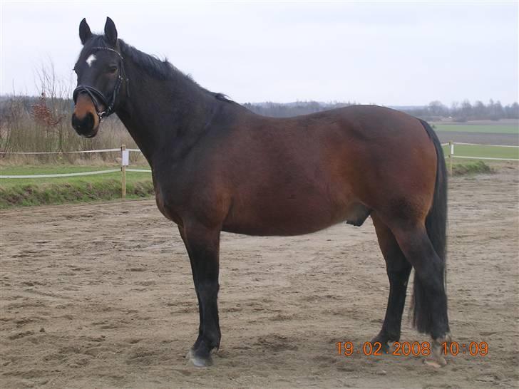 Anden særlig race Picasso "solgt" - "NYT" Flot profil billede :o) billede 10