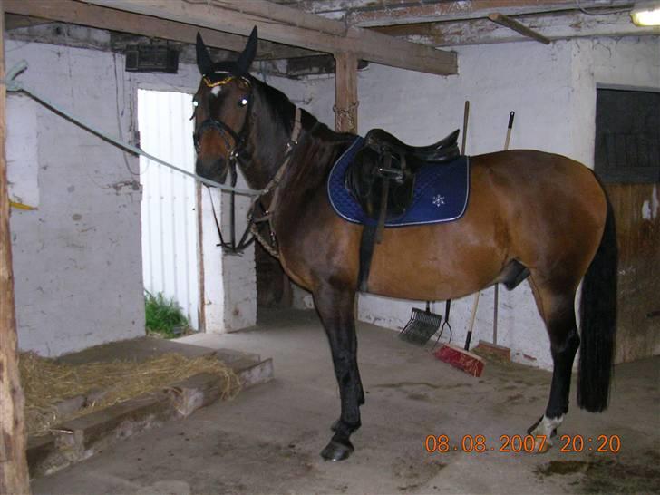 Anden særlig race Picasso "solgt" billede 11