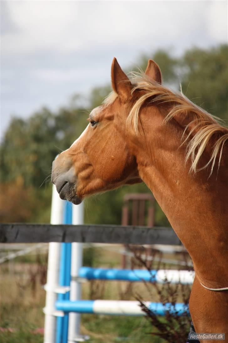 Anden særlig race Walk Of Fame *REST IN PEACE* - Fordi jeg elsker dig Foto: Majsa billede 3