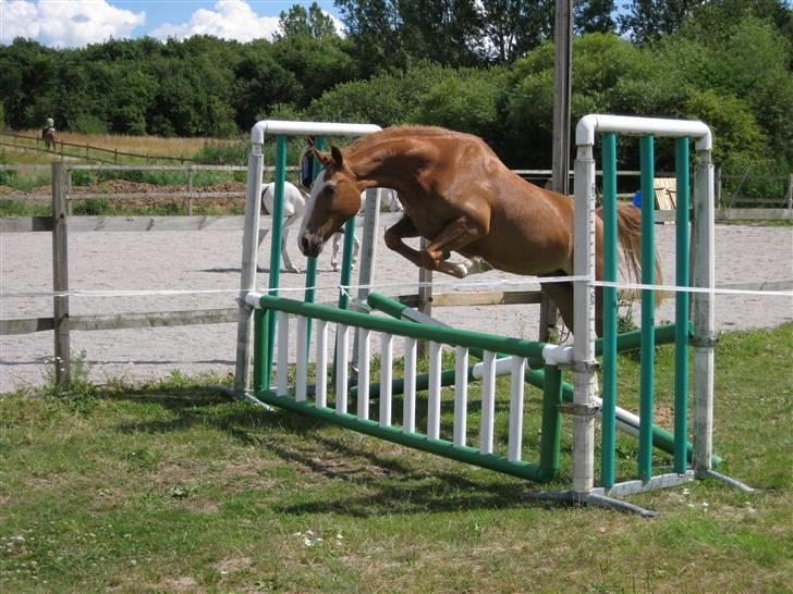 Anden særlig race Walk Of Fame *REST IN PEACE* - Fordi jeg elsker dig<3 Foto: Mig billede 4