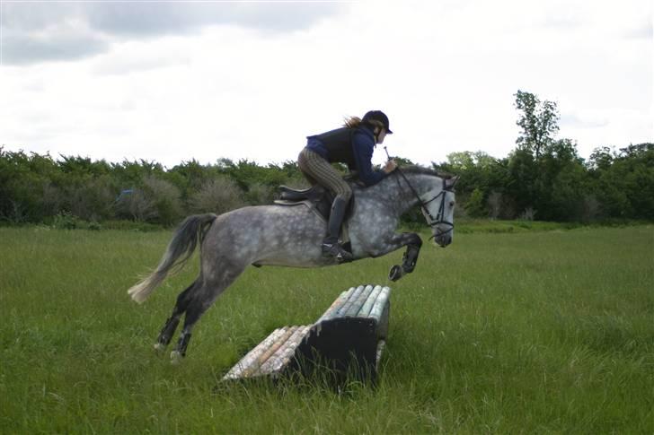 New Forest Firfod Filejs - Solgt - Military ridelejr 2008 billede 2