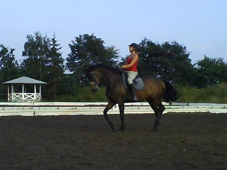 Dansk Varmblod Hængel (Hertug) *R.I.P:* - piaff billede 14