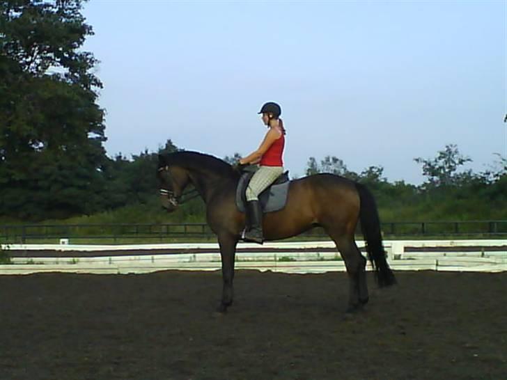 Dansk Varmblod Hængel (Hertug) *R.I.P:* - parade billede 15