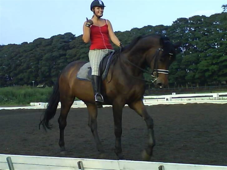 Dansk Varmblod Hængel (Hertug) *R.I.P:* - smil,, top nice Benita:P billede 17