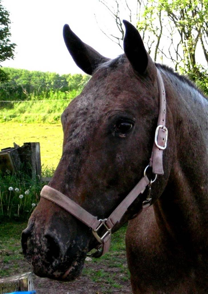 Knabstrupper Mardi Gras - 17 | Mardi Gras 30 / 5 08 - Hotte´gris billede 17