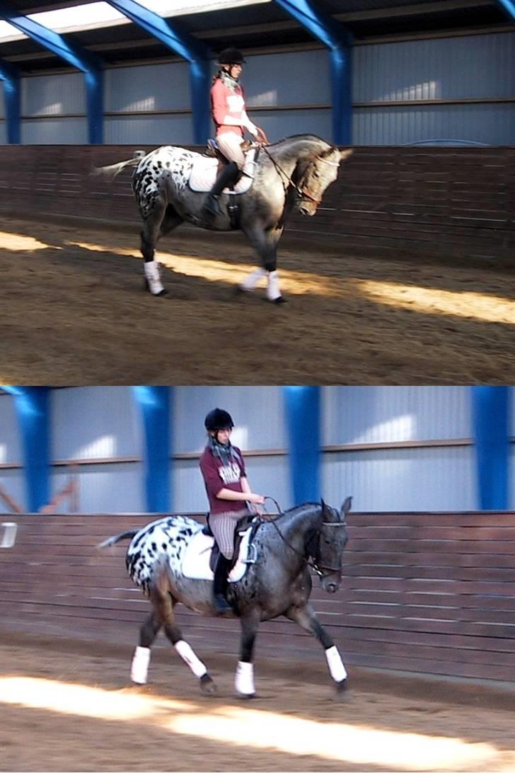 Knabstrupper Mardi Gras - 18 | Maddie 25 / 10 07 - Ridning :) billede 18