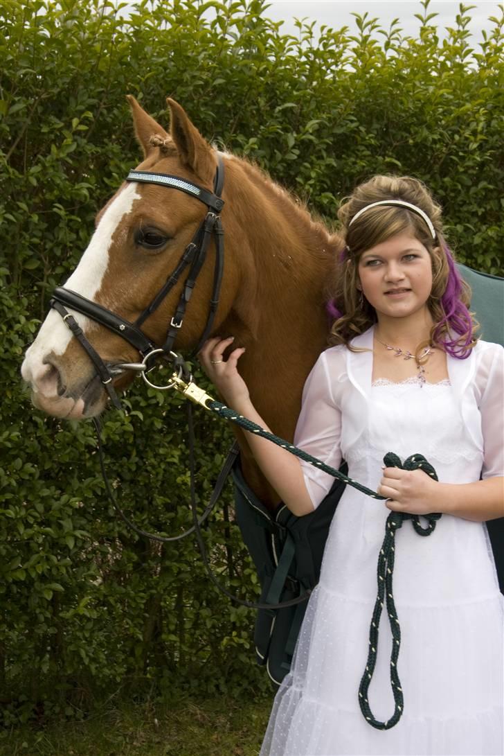 Anden særlig race Mr.Latino  **B-pony** solgt - Latino ved kirken til min konfirmation-taget af Lena Elsborg billede 3