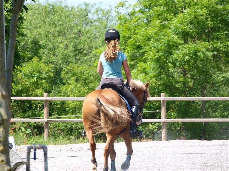 Anden særlig race Mr.Latino  **B-pony** solgt billede 6