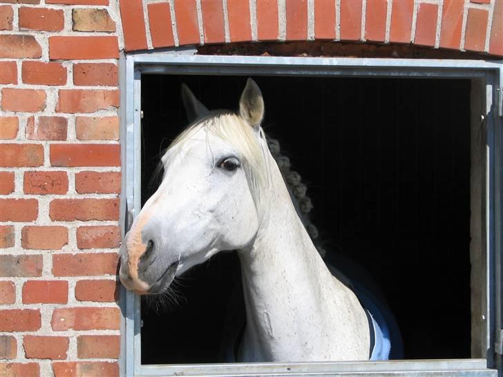 Anden særlig race Andrea - Andrea :) billede 6