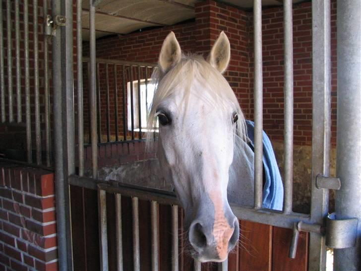 Anden særlig race Andrea - Andrea :) billede 7