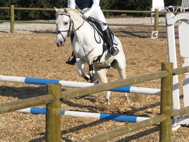 Anden særlig race Andrea - Andrea hopper :) billede 8