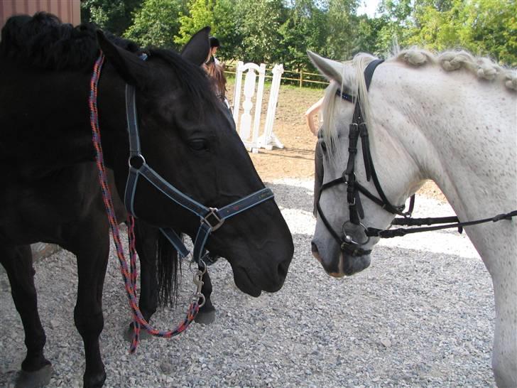 Anden særlig race Andrea - Andrea og Chanell :) billede 9
