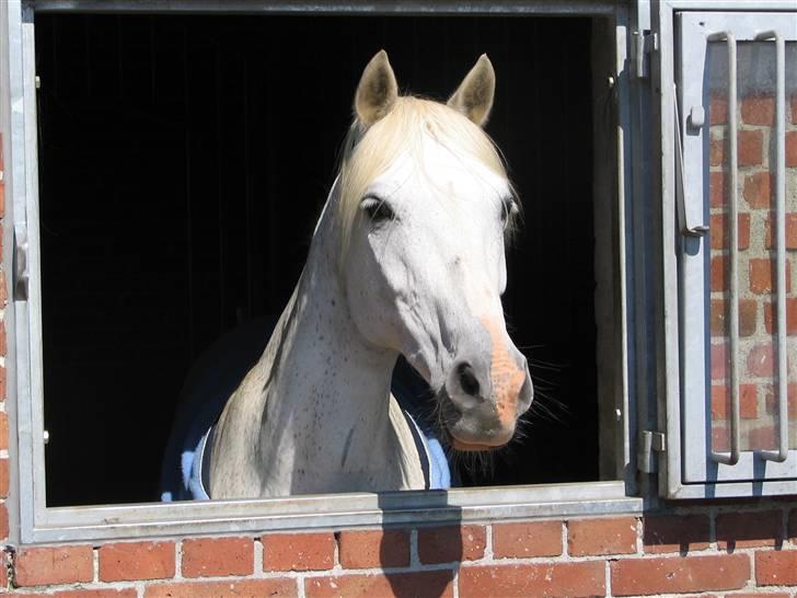Anden særlig race Andrea billede 10
