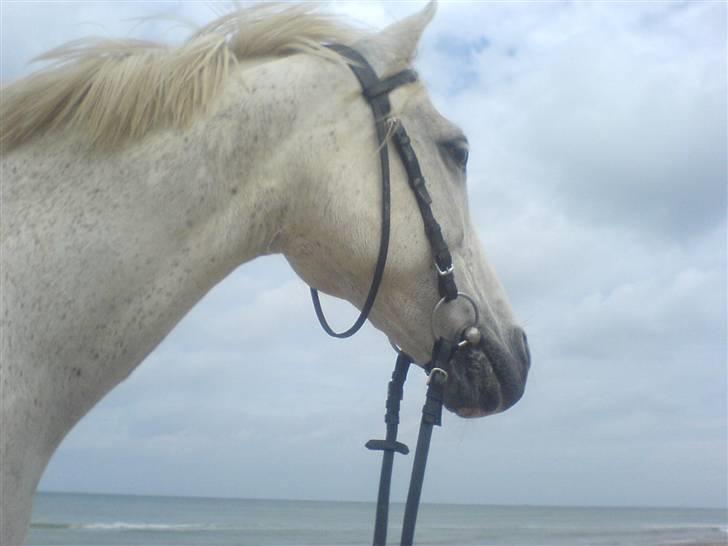 Anden særlig race Andrea billede 11