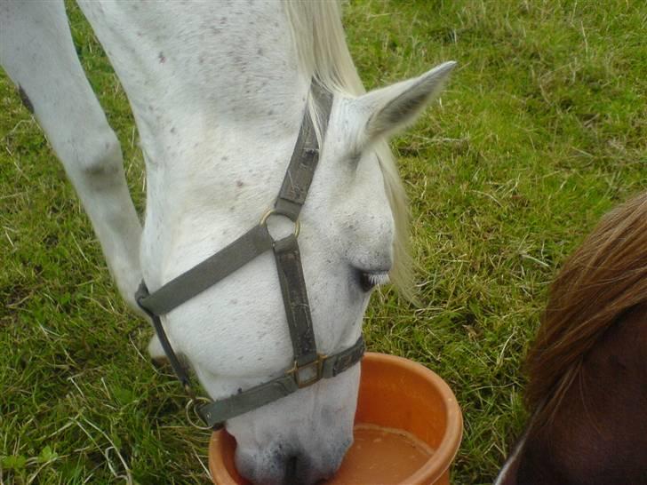 Anden særlig race Andrea billede 12