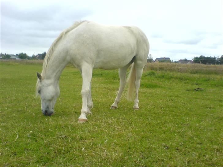 Anden særlig race Andrea billede 13
