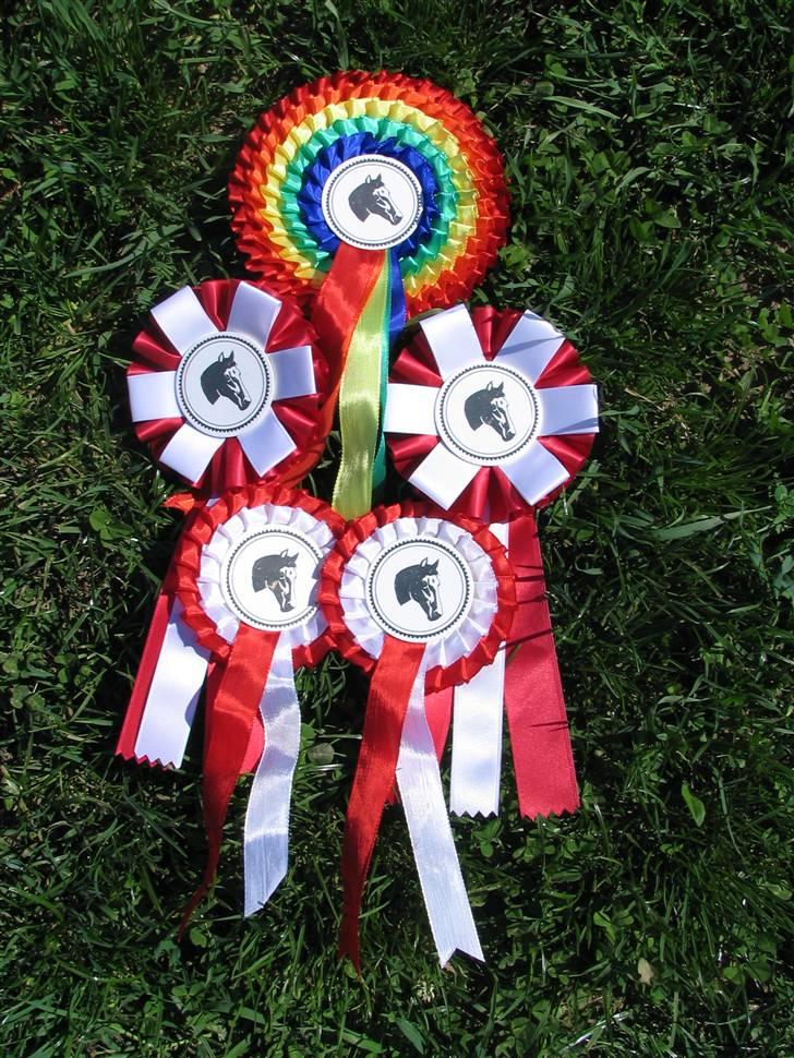 Anden særlig race Andrea - De rosetter mig og Andrea har vundet :) billede 14