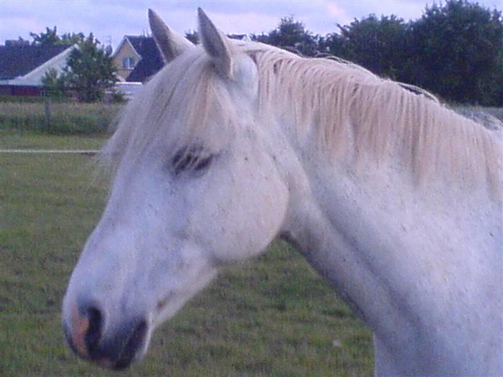 Anden særlig race Andrea billede 15