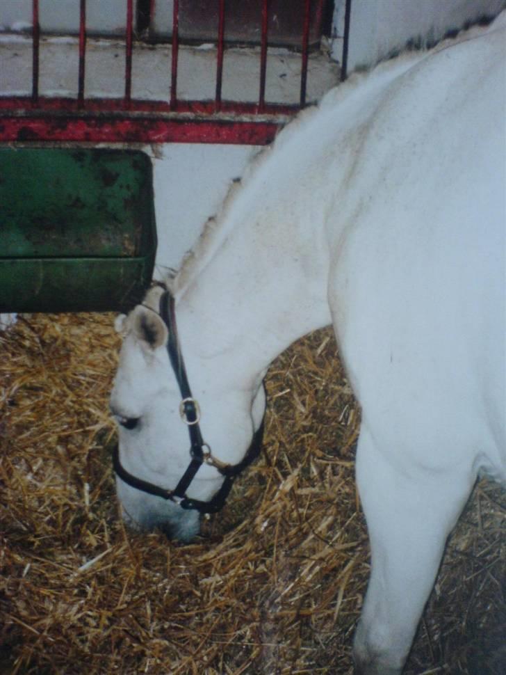 Anden særlig race Andrea billede 16
