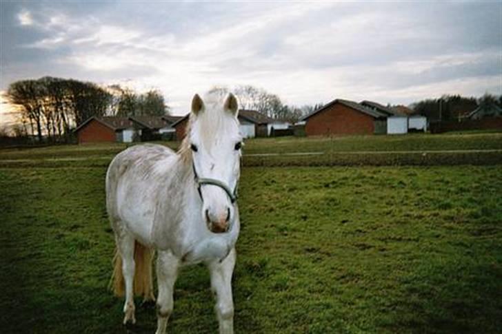 Anden særlig race Andrea billede 17
