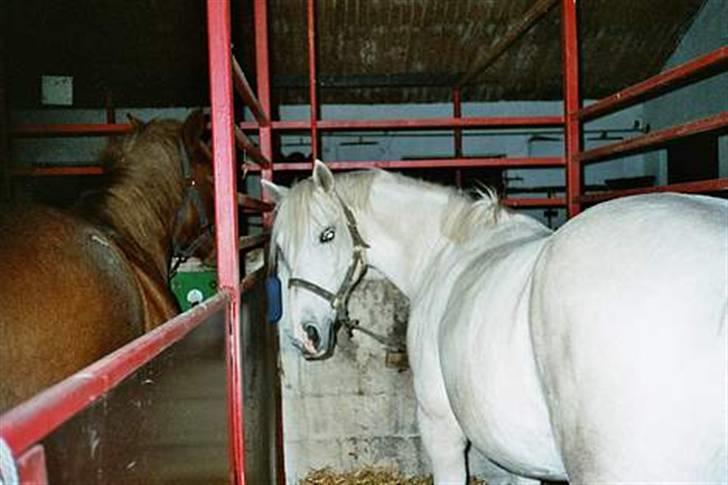 Anden særlig race Andrea billede 18