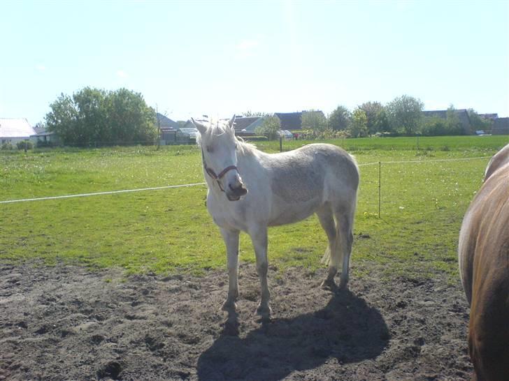 Anden særlig race Andrea billede 19