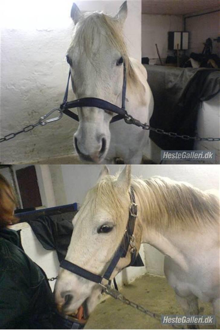 Anden særlig race Andrea - Jeg gir Andrea lakrids :) billede 20