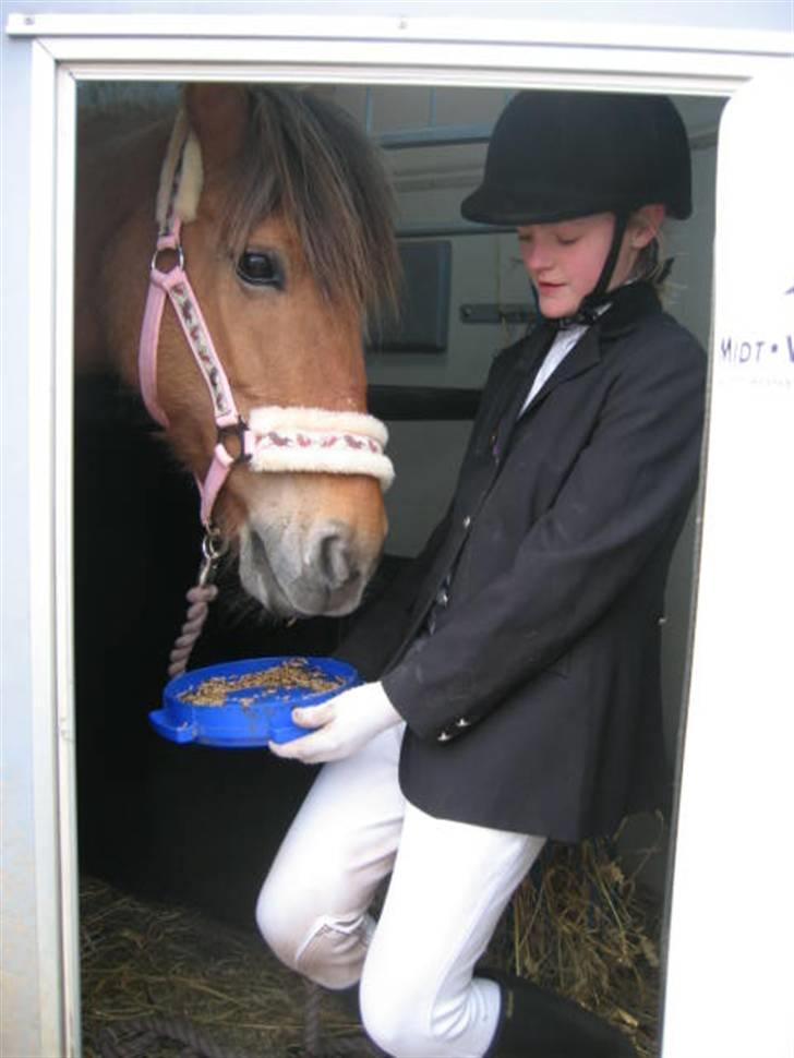 Anden særlig race Safir(Du er i mit hjert  - til stævne i fjends. hvor safir står i traileren og spiser.... billede 6