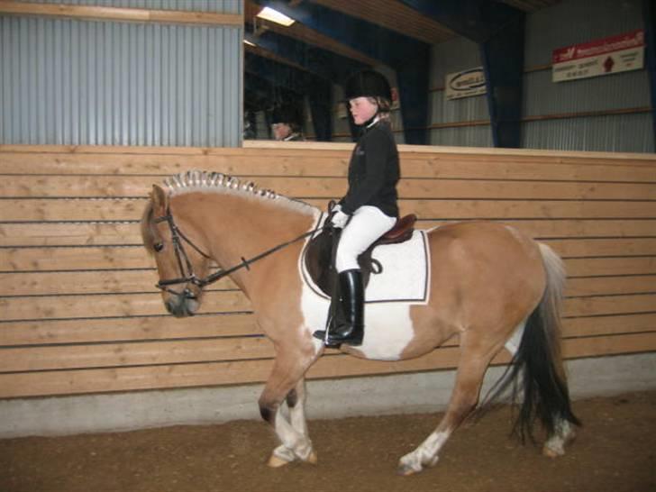 Anden særlig race Safir(Du er i mit hjert  - annesofie rider safir.... billede 7