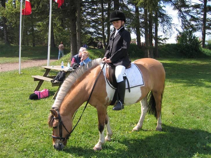 Anden særlig race Safir(Du er i mit hjert  - venter på min 1. plads i lc1 billede 8