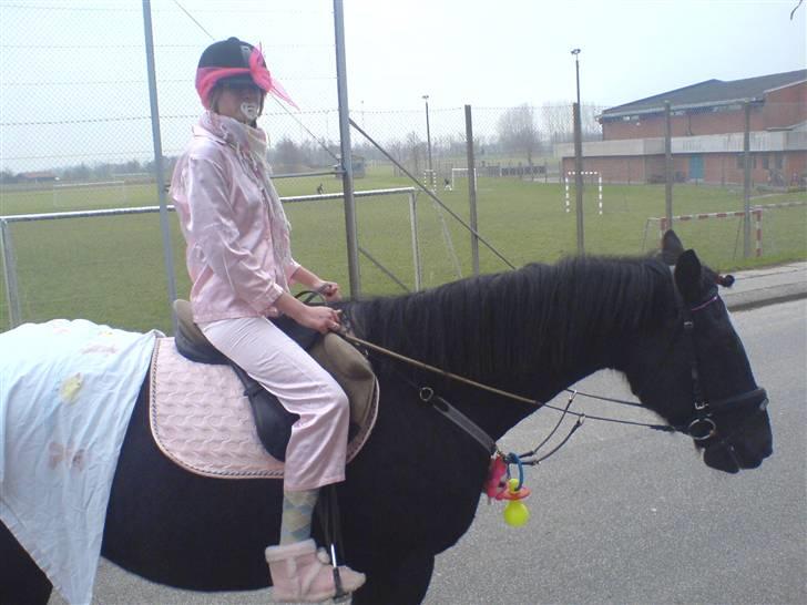 Dansk Varmblod Santos <3  billede 10