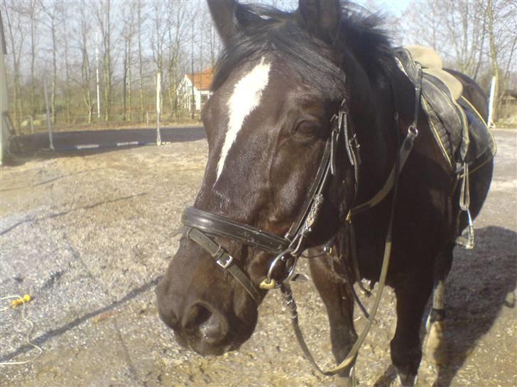 Dansk Varmblod Santos <3  billede 11