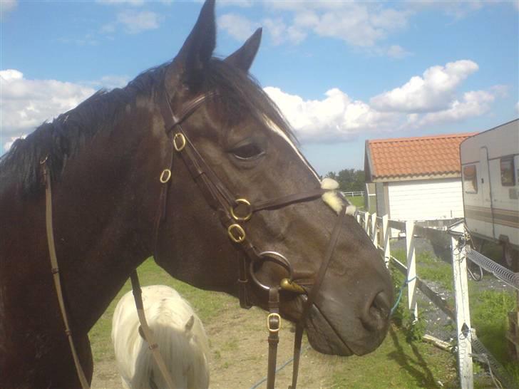 Dansk Varmblod Santos <3  billede 12