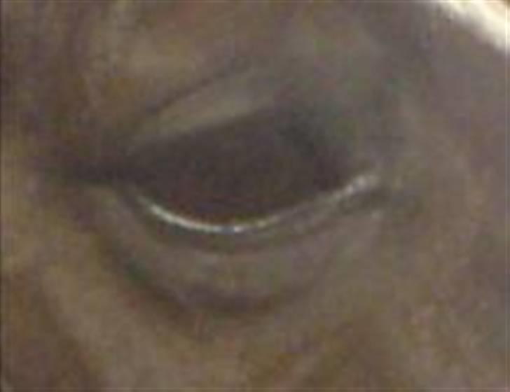 Dansk Varmblod Santos <3  billede 13