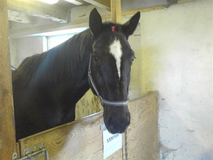 Dansk Varmblod Santos <3  billede 14